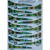 1:72 Decal ART Model - МиГ-23УБ / MiG-23UB Flogger C (20x camo)